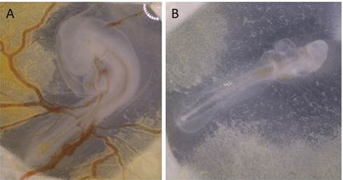 Obr.2: Znázorňuje stupeň embryonálního vývoje po třech dnech inkubace. Kontrolní vzorek, který byl umístěn v inkubátoru společně s klinostatem, se vyvíjel dobře a měl zřetelně vyvinuté cévy extraembryonálních obalů (A).  Vzorek, který byl umístěn na rotační desce klinostatu byl retardován ve svém vývoji anebo odumřel. Cévy extraembryonálních obalů nebyly vyvinuty (B).