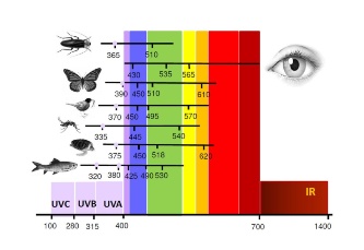 Citlivost živočichů na světlo v noci podle spektrálního složení